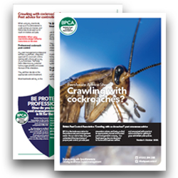 Crawling-with-cockroaches-pest-advice Crawling-with-cockroaches-pest-advice